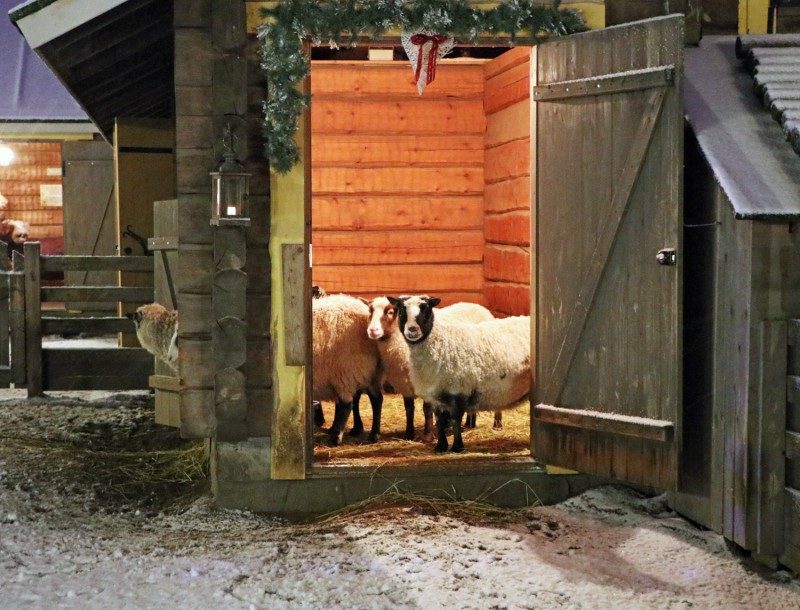 koiramäki+lampaat